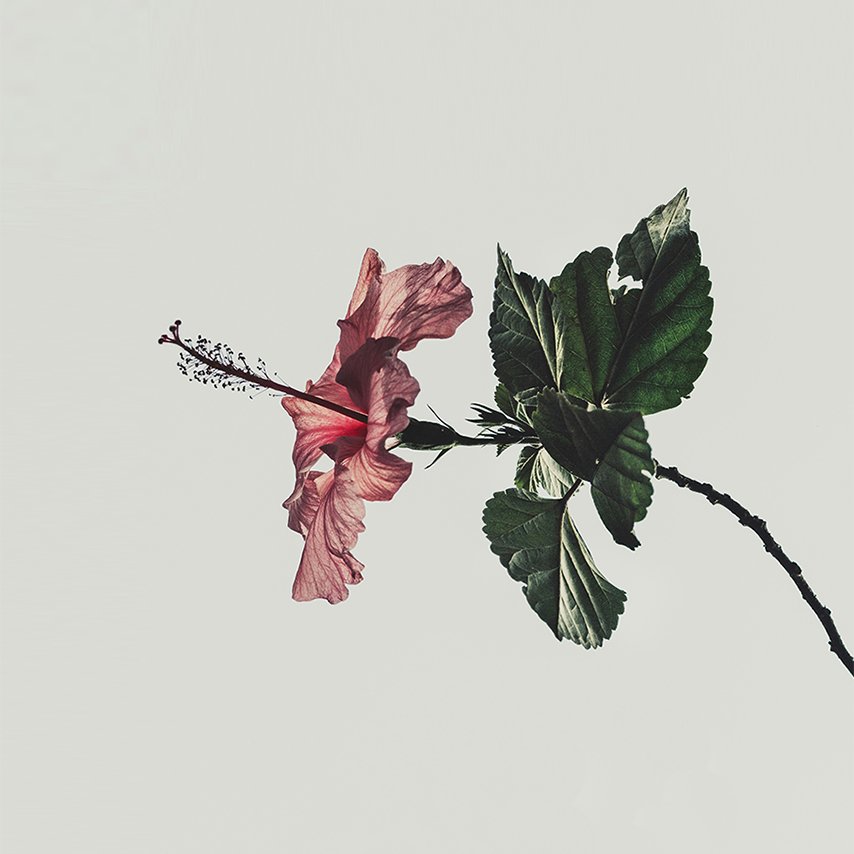 Hibiscus flower, a symbol of Hawaii representing the essence of Lomi Lomi benefits